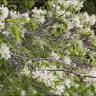 Fotografia 12 da espécie Amelanchier ovalis do Jardim Botânico UTAD