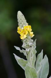 Fotografia da espécie Verbascum thapsus subesp. thapsus