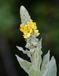 Verbascum thapsus subesp. thapsus