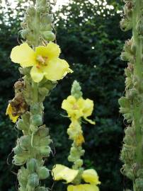 Fotografia da espécie Verbascum thapsus subesp. thapsus