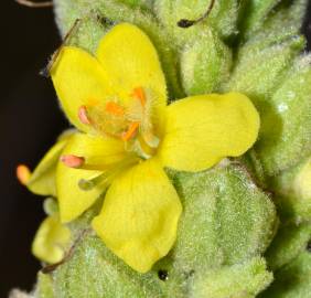 Fotografia da espécie Verbascum thapsus subesp. thapsus