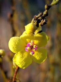 Fotografia da espécie Verbascum sinuatum var. sinuatum