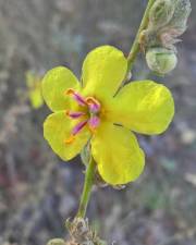 Fotografia da espécie Verbascum sinuatum