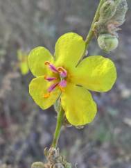 Verbascum sinuatum var. sinuatum