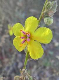 Fotografia da espécie Verbascum sinuatum var. sinuatum