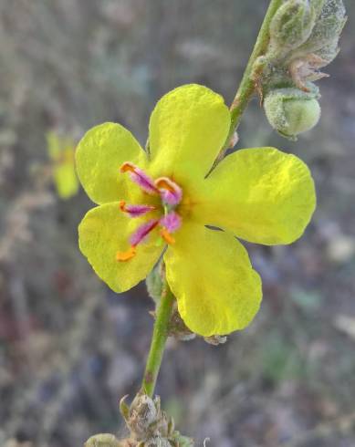 Fotografia de capa Verbascum sinuatum var. sinuatum - do Jardim Botânico