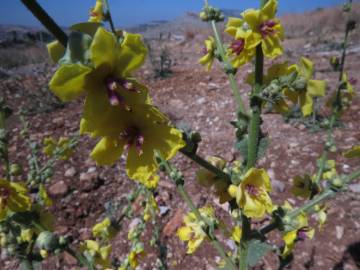 Fotografia da espécie Verbascum sinuatum var. sinuatum