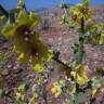 Fotografia 3 da espécie Verbascum sinuatum var. sinuatum do Jardim Botânico UTAD