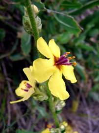 Fotografia da espécie Verbascum sinuatum var. sinuatum