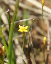 Fotografia da espécie Cicendia filiformis