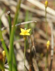 Cicendia filiformis
