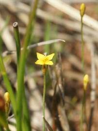 Fotografia da espécie Cicendia filiformis