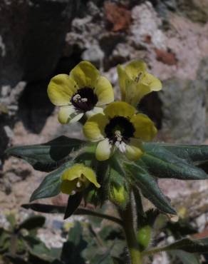 Fotografia 5 da espécie Hyoscyamus aureus no Jardim Botânico UTAD