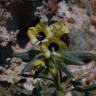 Fotografia 5 da espécie Hyoscyamus aureus do Jardim Botânico UTAD