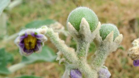 Fotografia da espécie Solanum mauritianum