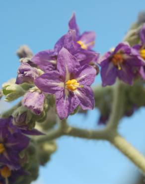 Fotografia 3 da espécie Solanum mauritianum no Jardim Botânico UTAD