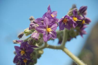 Fotografia da espécie Solanum mauritianum