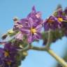 Fotografia 3 da espécie Solanum mauritianum do Jardim Botânico UTAD