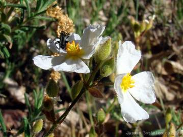 Fotografia da espécie Halimium umbellatum subesp. viscosum