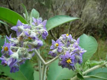 Fotografia da espécie Solanum mauritianum