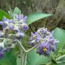 Fotografia 4 da espécie Solanum mauritianum do Jardim Botânico UTAD