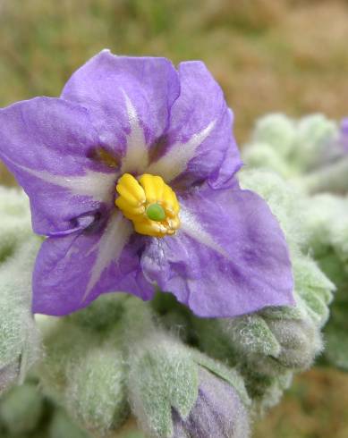 Fotografia de capa Solanum mauritianum - do Jardim Botânico