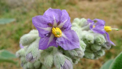 Fotografia da espécie Solanum mauritianum