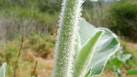 Fotografia da espécie Solanum mauritianum