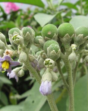 Fotografia 8 da espécie Solanum mauritianum no Jardim Botânico UTAD