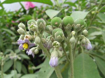 Fotografia da espécie Solanum mauritianum