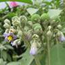 Fotografia 8 da espécie Solanum mauritianum do Jardim Botânico UTAD