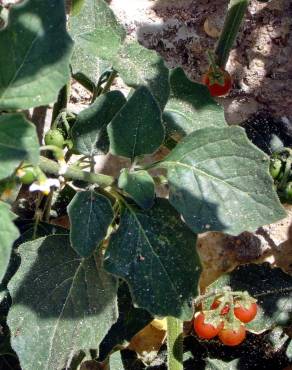 Fotografia 5 da espécie Solanum villosum no Jardim Botânico UTAD