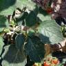 Fotografia 5 da espécie Solanum villosum do Jardim Botânico UTAD