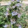 Fotografia 5 da espécie Echium lusitanicum subesp. lusitanicum do Jardim Botânico UTAD