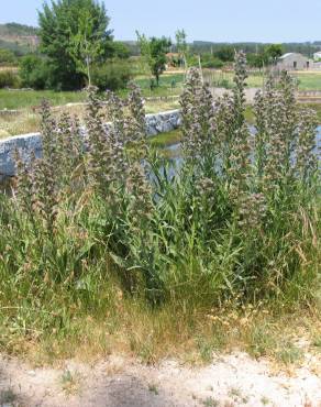 Fotografia 6 da espécie Echium lusitanicum subesp. lusitanicum no Jardim Botânico UTAD