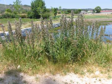 Fotografia da espécie Echium lusitanicum subesp. lusitanicum