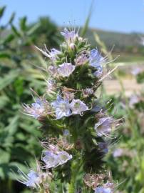 Fotografia da espécie Echium lusitanicum subesp. lusitanicum