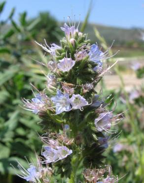 Fotografia 1 da espécie Echium lusitanicum subesp. lusitanicum no Jardim Botânico UTAD