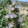 Fotografia 1 da espécie Echium lusitanicum subesp. lusitanicum do Jardim Botânico UTAD