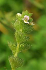 Fotografia da espécie Euphrasia hirtella