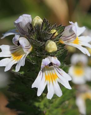 Fotografia 1 da espécie Euphrasia minima no Jardim Botânico UTAD