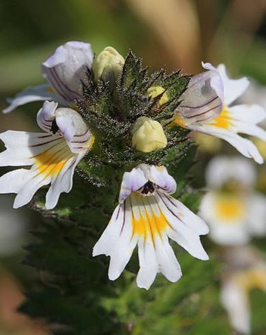 Fotografia de capa Euphrasia minima - do Jardim Botânico