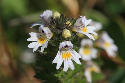 Fotografia da espécie Euphrasia minima