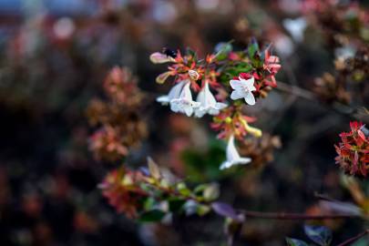 Fotografia da espécie Abelia x grandiflora