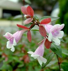 Fotografia da espécie Abelia x grandiflora