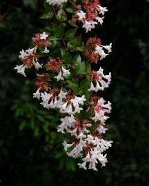 Fotografia da espécie Abelia x grandiflora
