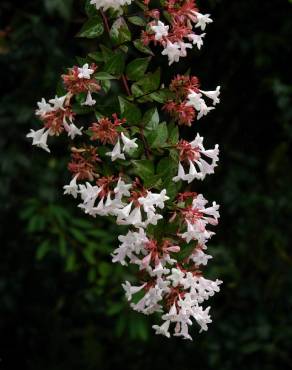 Fotografia 8 da espécie Abelia x grandiflora no Jardim Botânico UTAD
