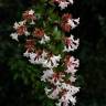 Fotografia 8 da espécie Abelia x grandiflora do Jardim Botânico UTAD