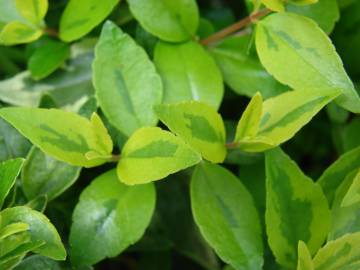 Fotografia da espécie Abelia x grandiflora