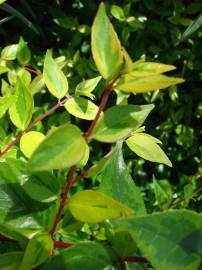 Fotografia da espécie Abelia x grandiflora